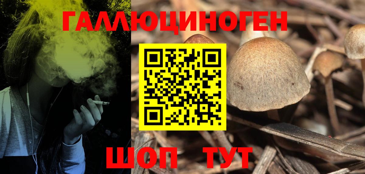 Псилоцибиновые грибы Psilocybine cubensis Березники